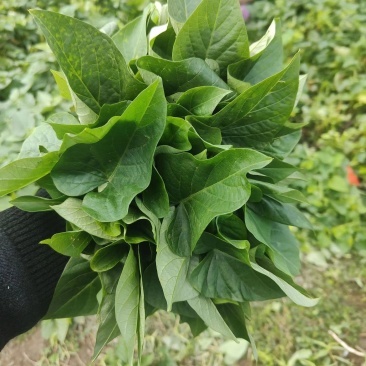 苕尖，红薯叶，番薯叶，薯尖种苗