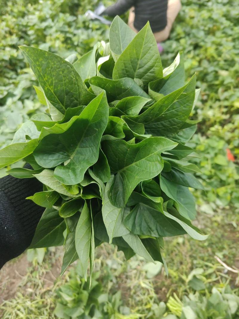 苕尖，红薯叶，番薯叶，薯尖种苗