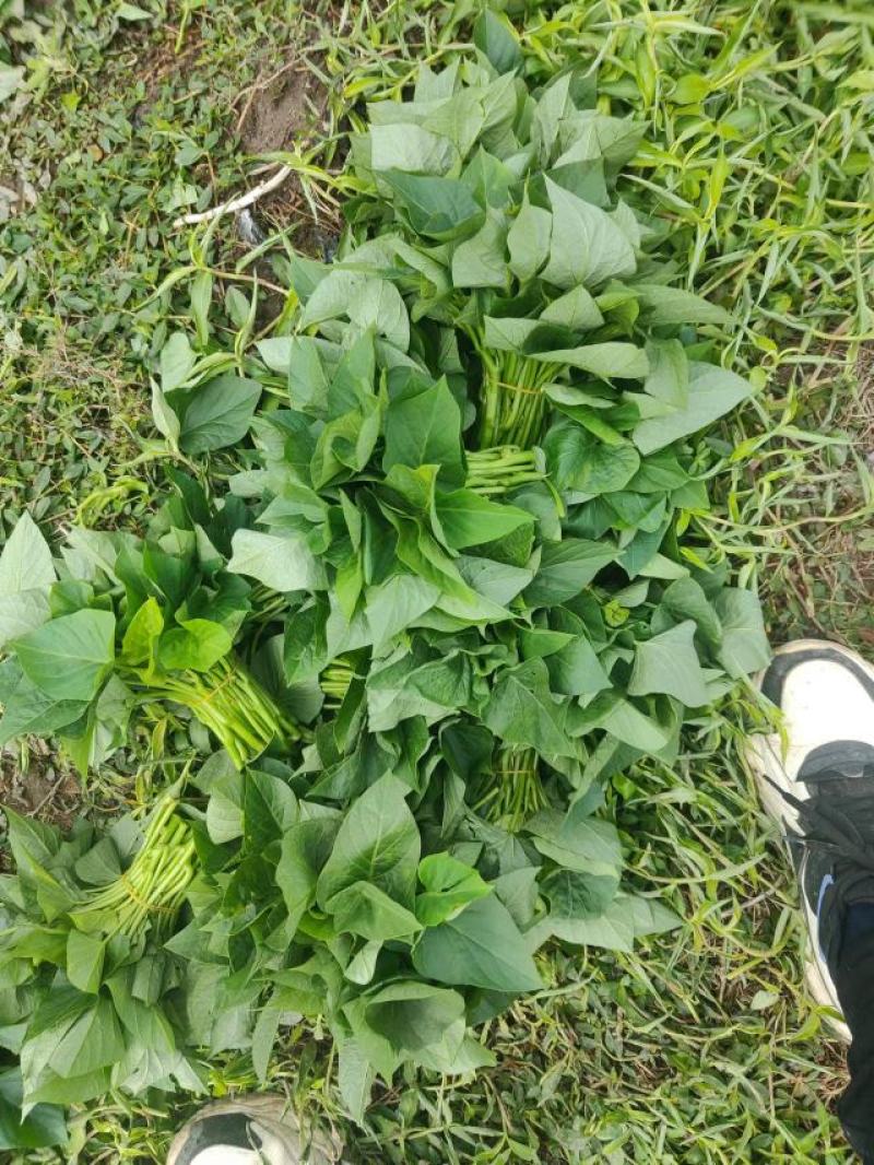 苕尖，红薯叶，番薯叶，薯尖种苗