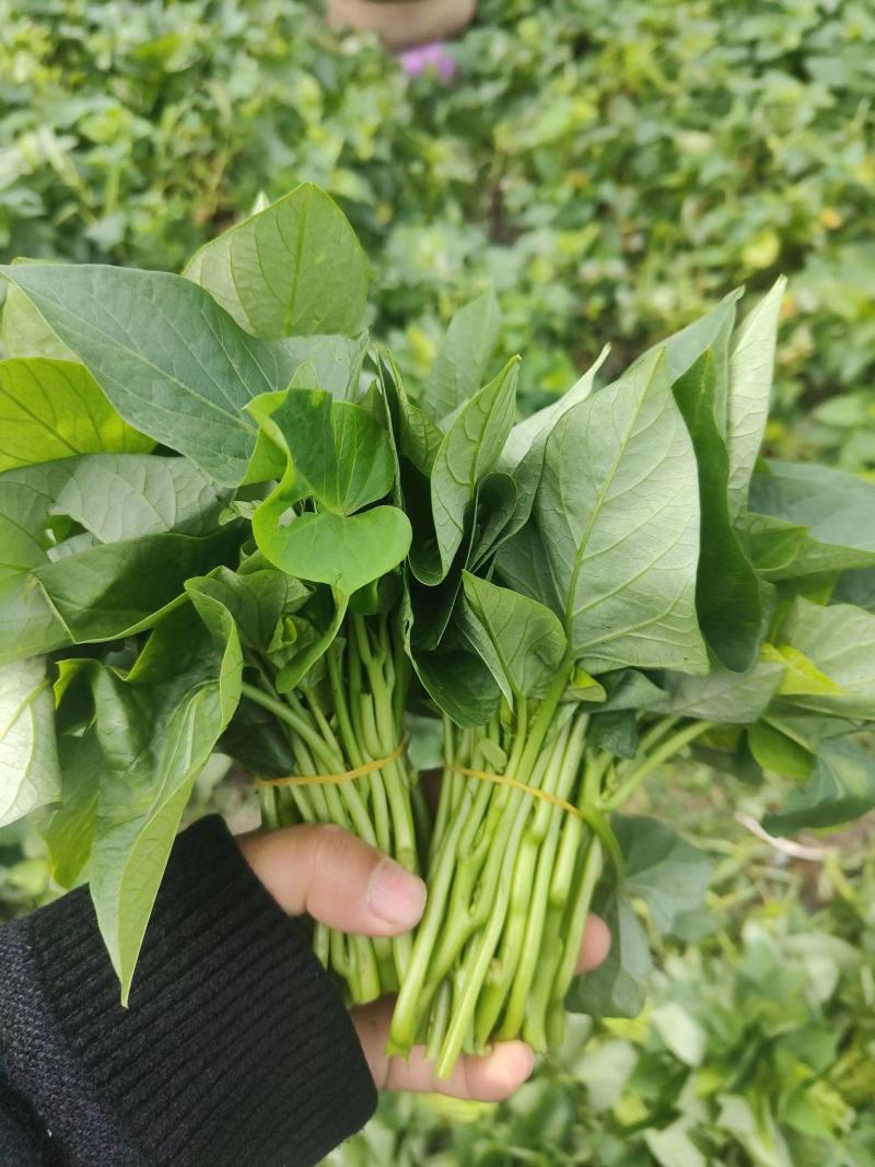 苕尖，红薯叶，番薯叶，薯尖种苗
