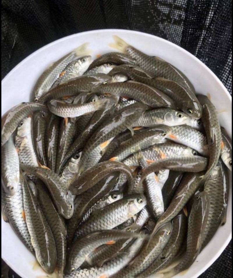青竹鱼苗，长期有货，货量足，效益高，长速快