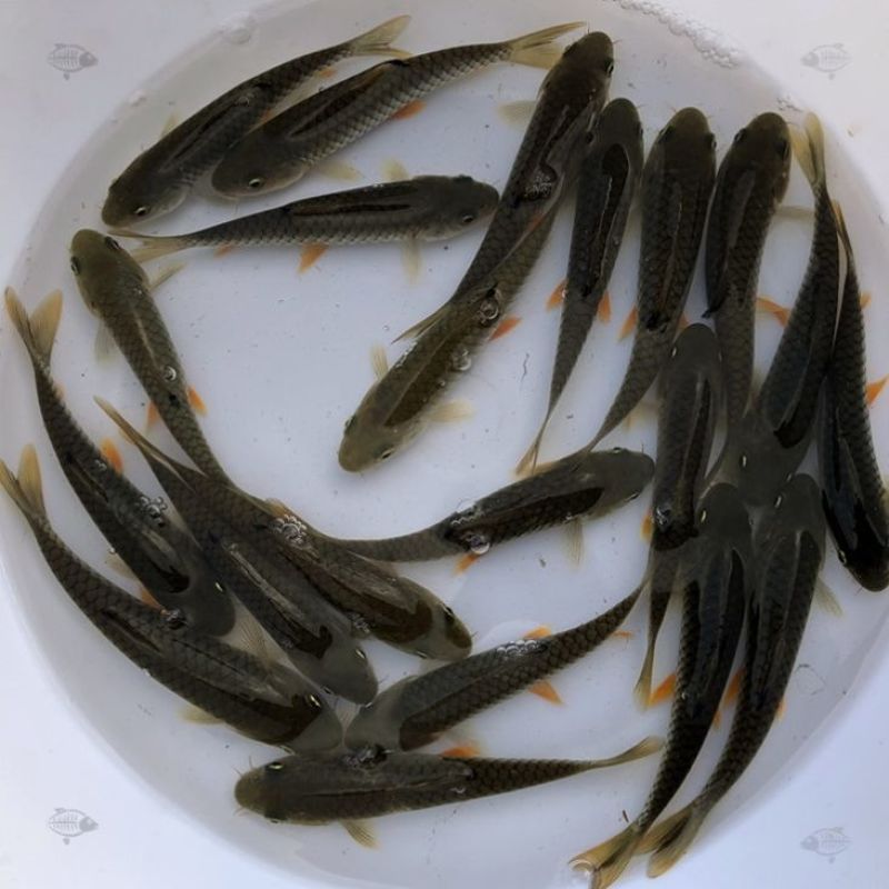 青竹鱼苗，长期有货，货量足，效益高，长速快