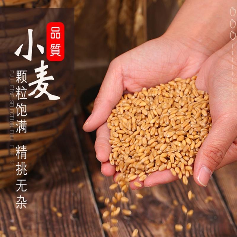 小麦批发新鲜酿酒磨面饲料小麦食品加工袋装100斤