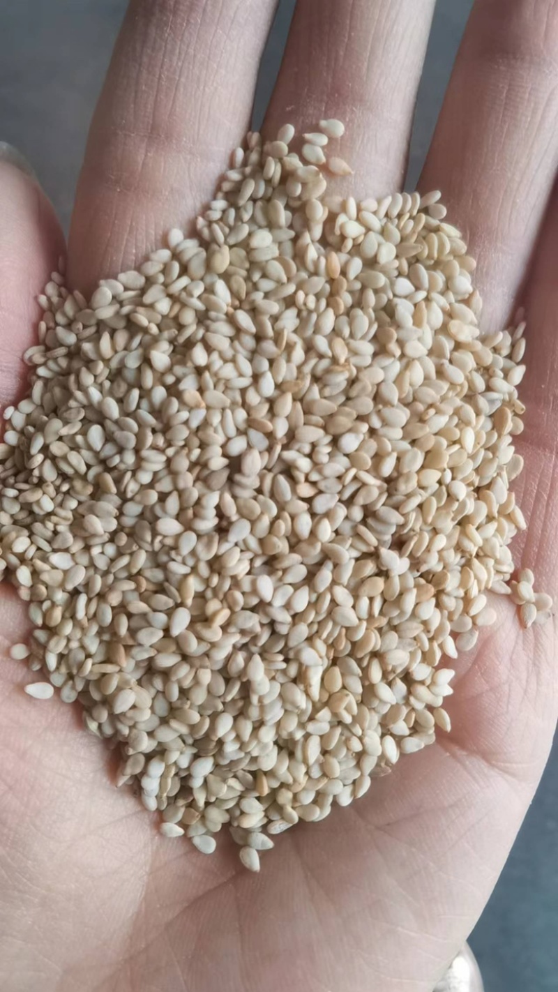 白芝麻榨油生熟脱皮无沙带皮白芝麻现货供应袋装50斤