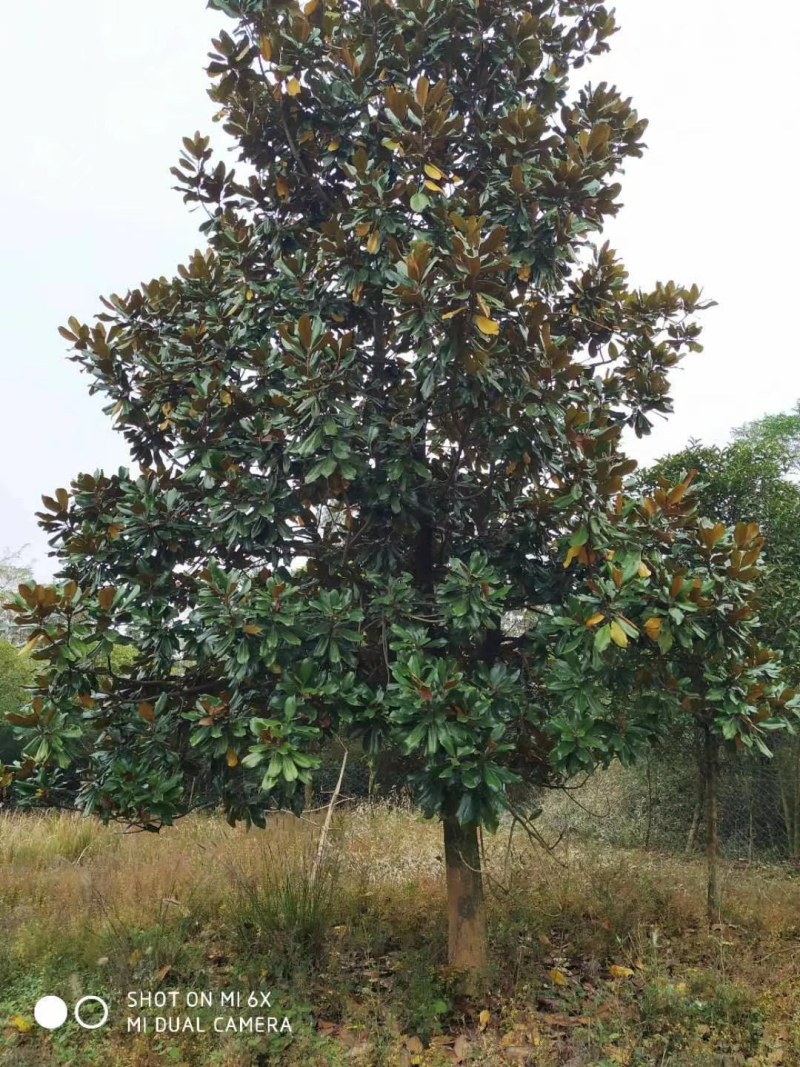 广玉兰苗，2-6公分广玉兰入圃苗批量出售