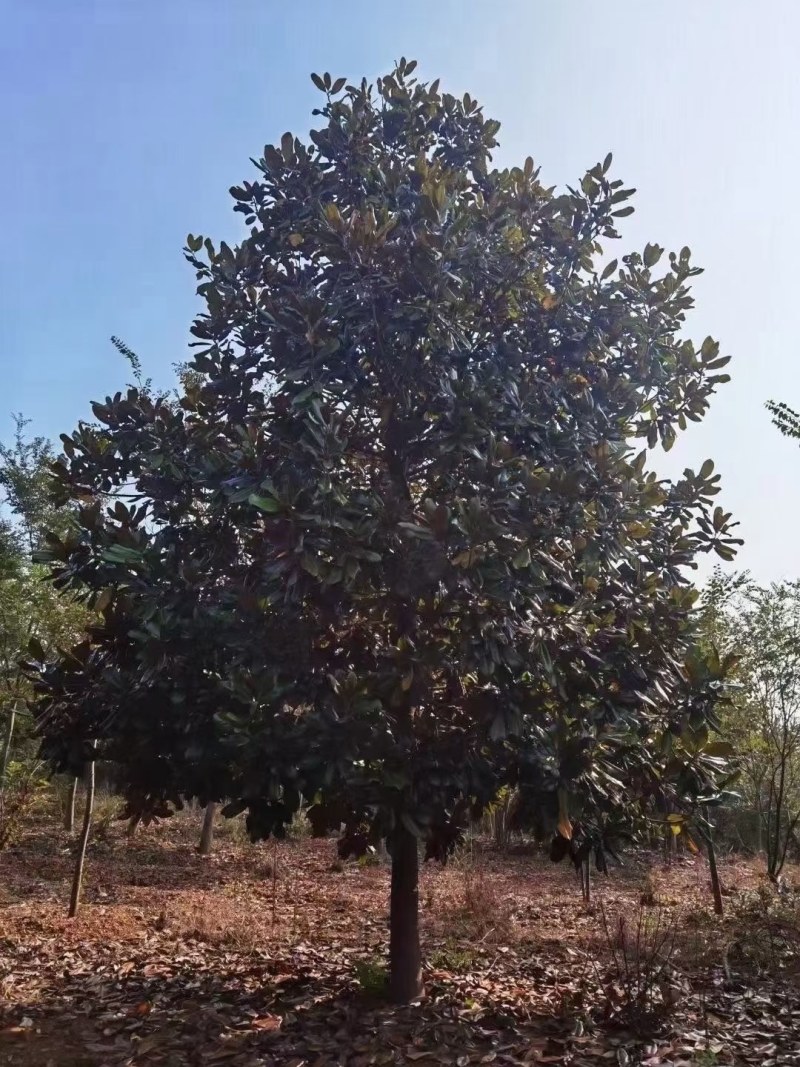 广玉兰苗，2-6公分广玉兰入圃苗批量出售