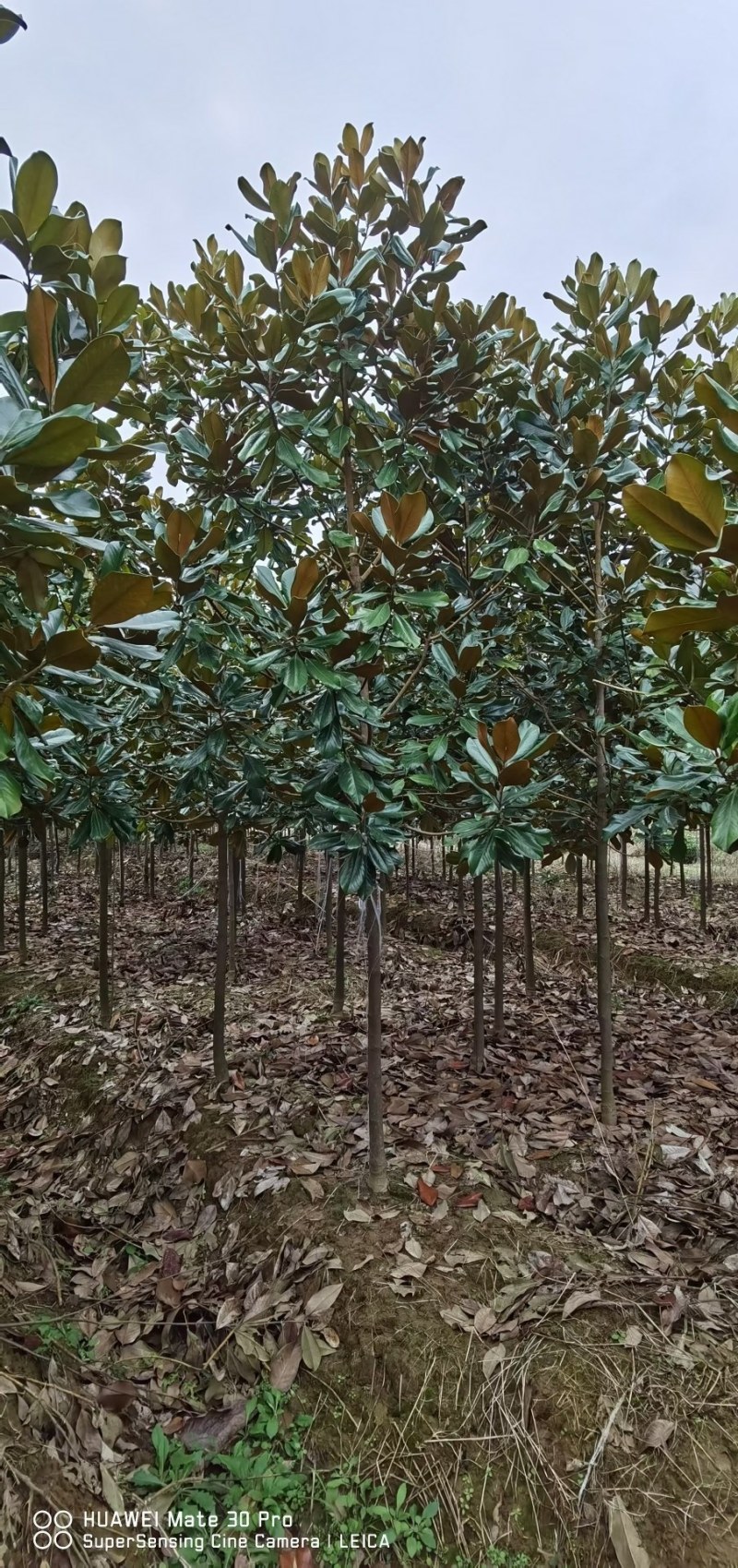 广玉兰苗，2-6公分广玉兰入圃苗批量出售