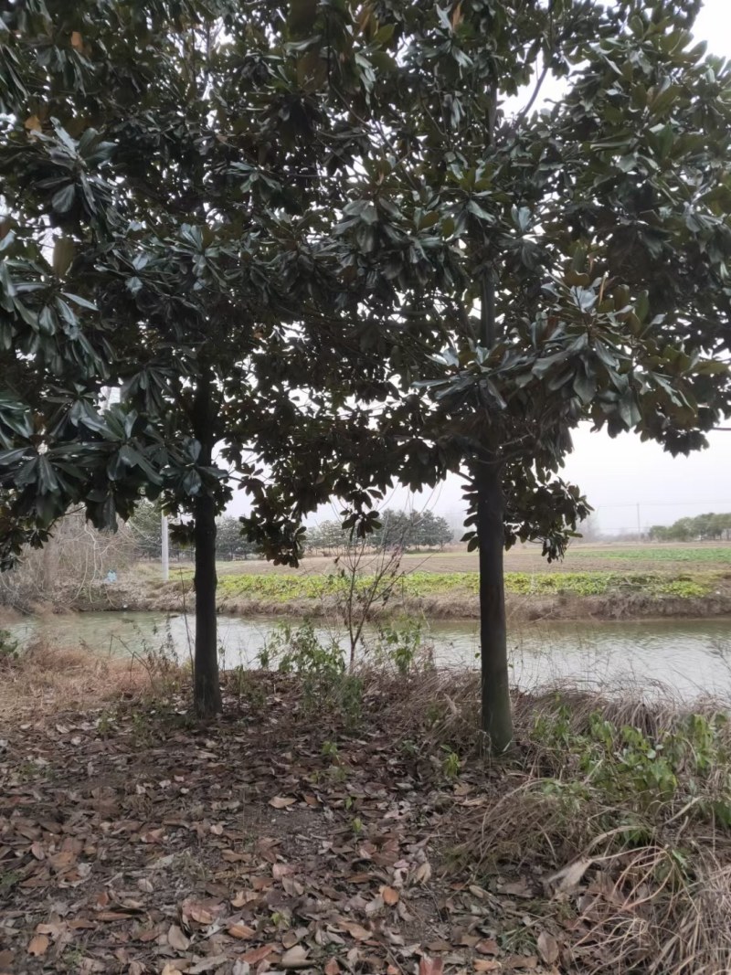 广玉兰苗，2-6公分广玉兰入圃苗批量出售