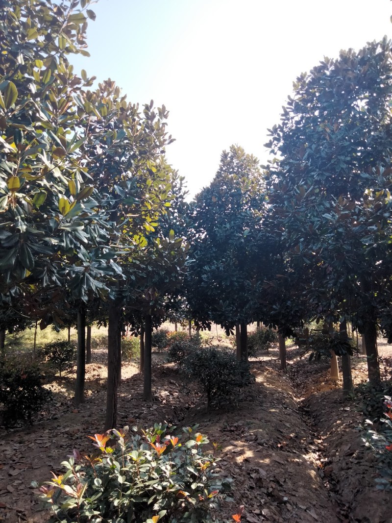 广玉兰苗，2-6公分广玉兰入圃苗批量出售