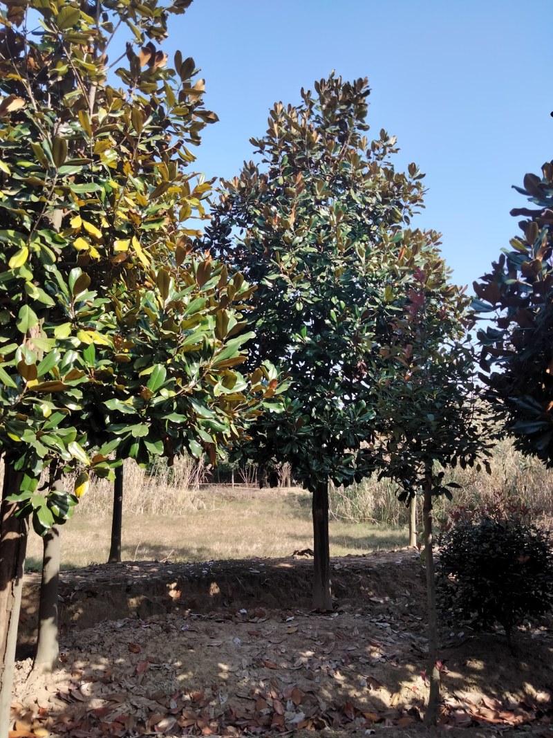 广玉兰苗，2-6公分广玉兰入圃苗批量出售