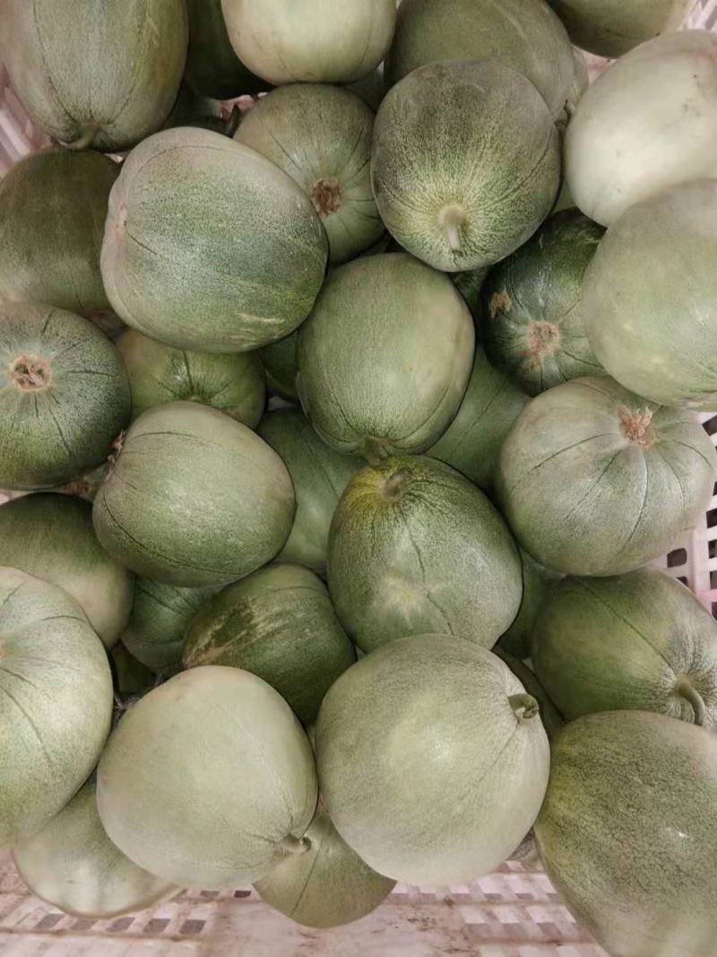 想卖绿瓜，马上，上市3