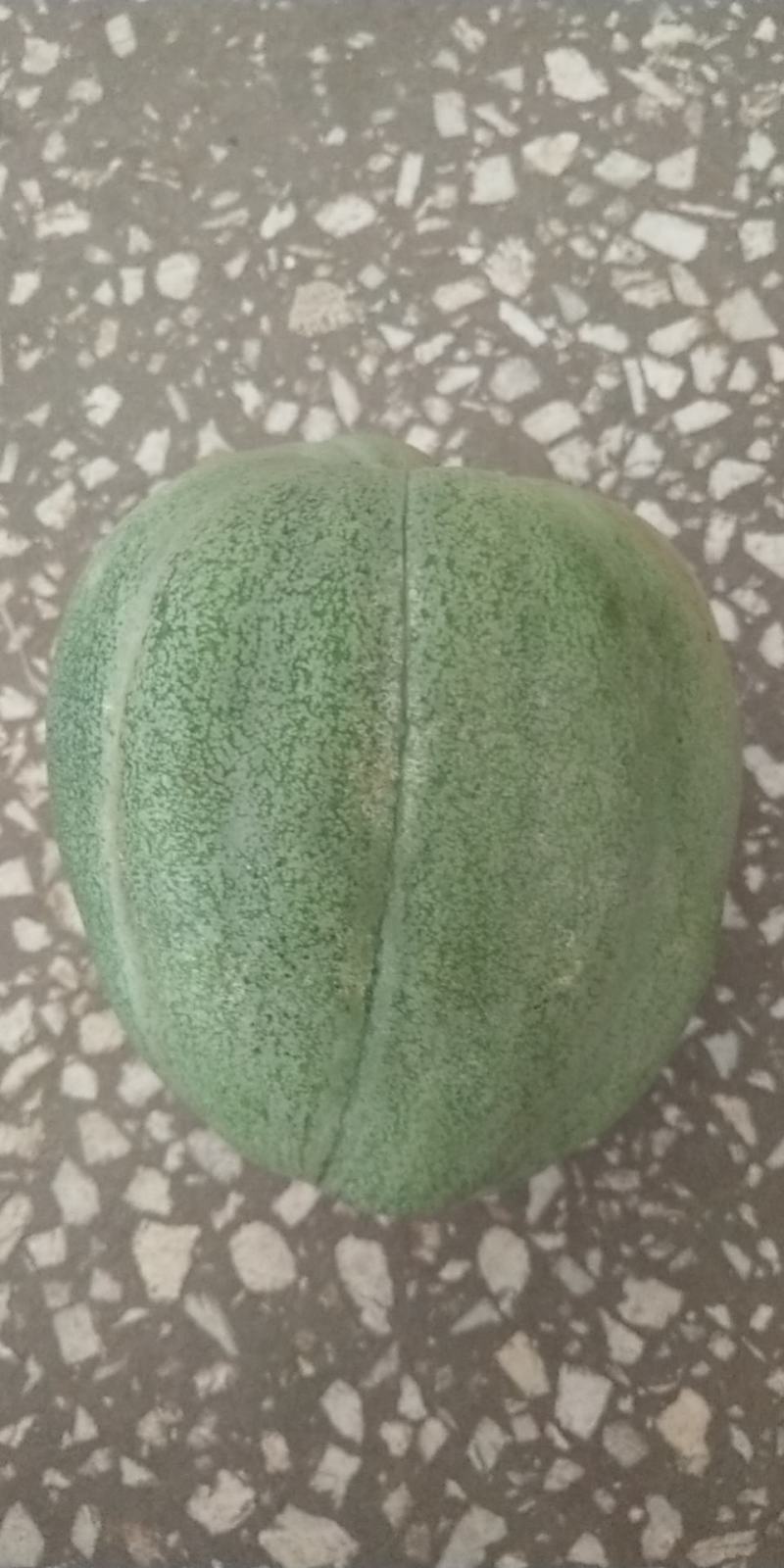 想卖绿瓜，马上，上市3