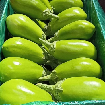 冷棚无籽茄子，精品小茄子