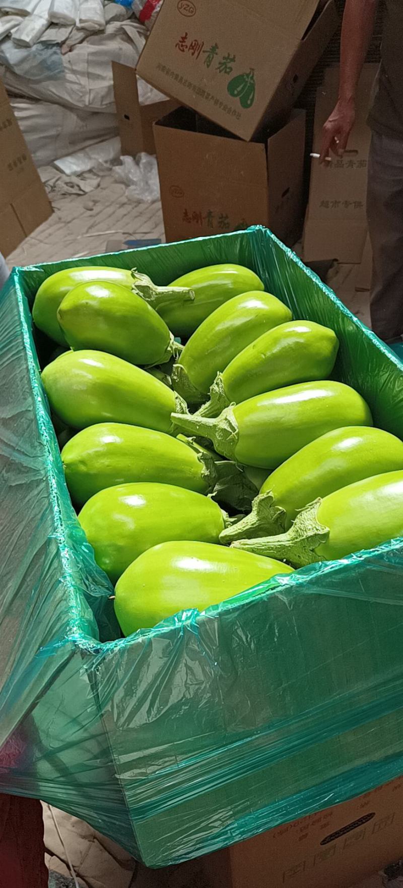 冷棚无籽茄子，精品小茄子