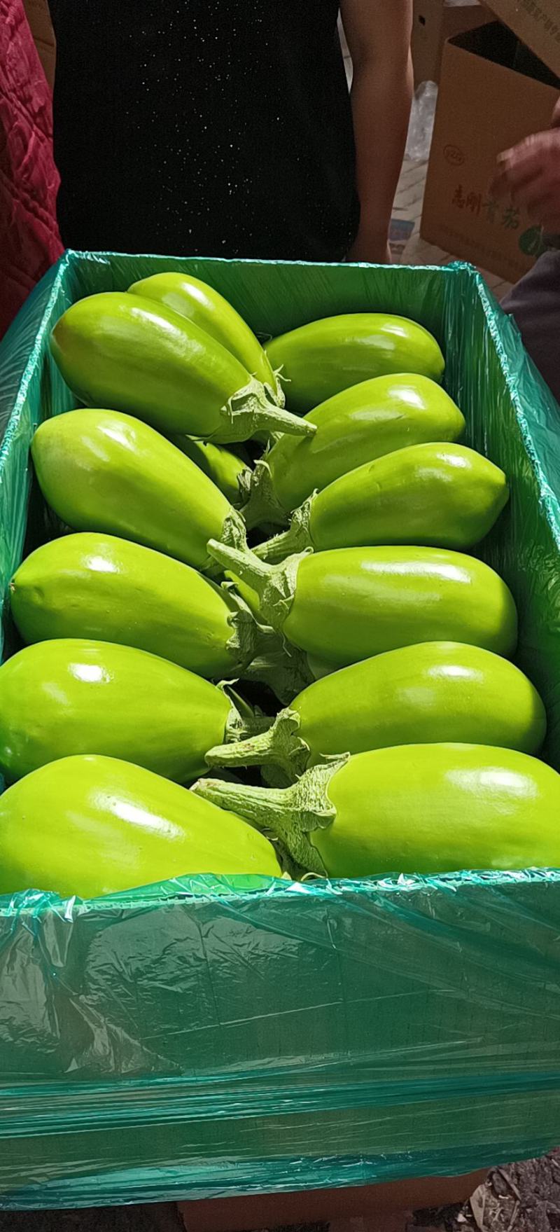 冷棚无籽茄子，精品小茄子