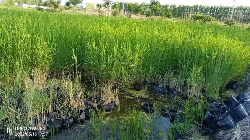 优质芦苇苗50-100易成活，苗壮根须多。野生抗寒
