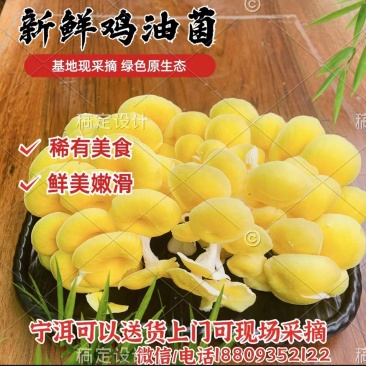 食用菌喻黄蘑