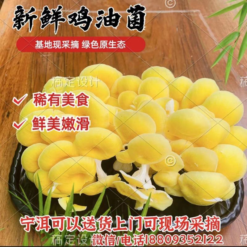 食用菌喻黄蘑