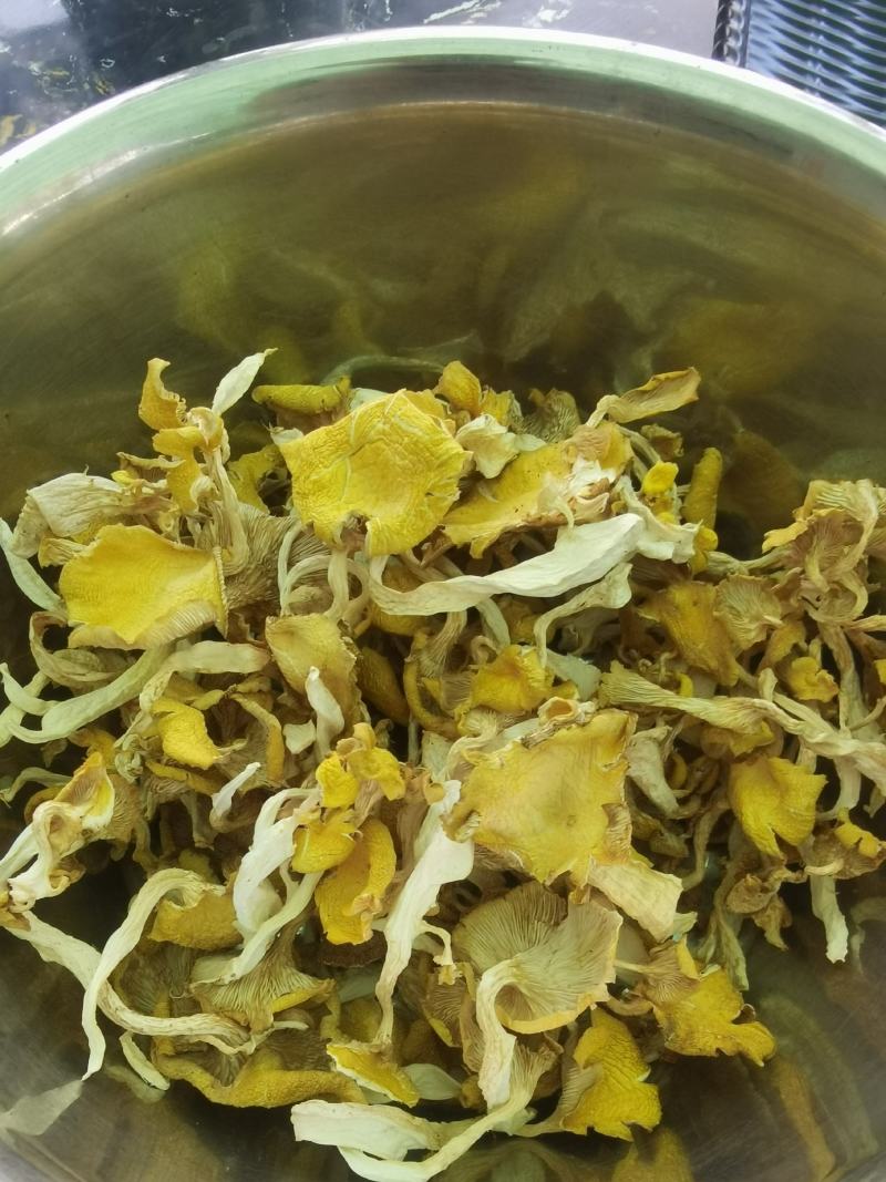 食用菌喻黄蘑