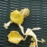食用菌喻黄蘑