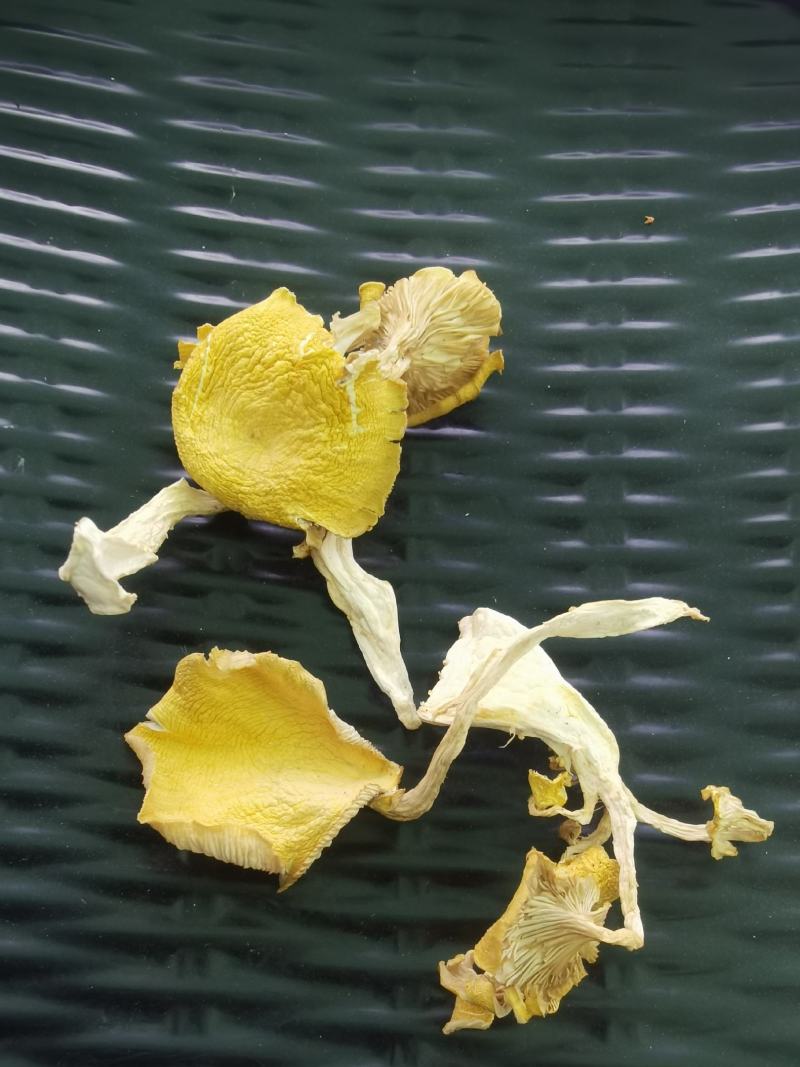 食用菌喻黄蘑