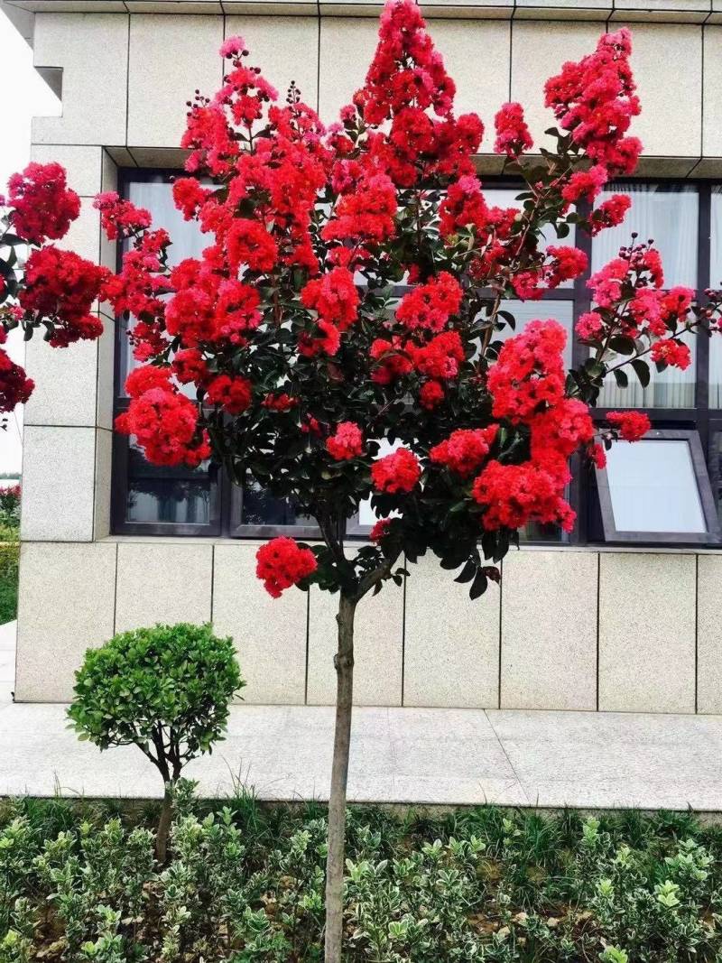 2-6公分美国紫薇红火箭紫薇天鹅绒紫薇红火球紫薇