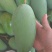 版纳大青芒