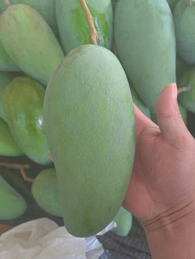 版纳大青芒