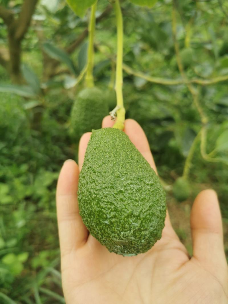云南牛油果一手货员场地直供可以视频看货现摘现发