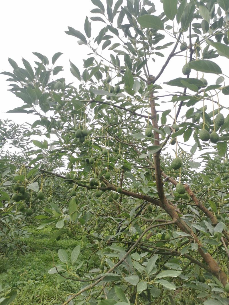 云南牛油果一手货员场地直供可以视频看货现摘现发