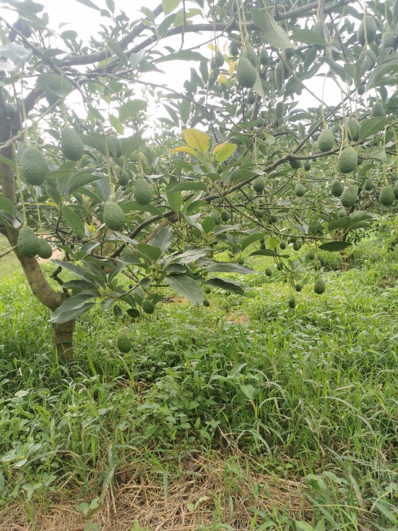 云南牛油果一手货员场地直供可以视频看货现摘现发