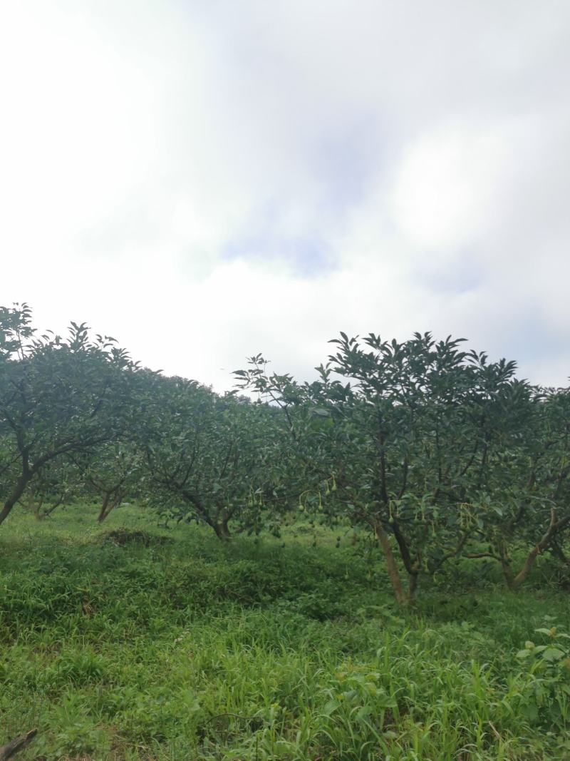 云南牛油果一手货员场地直供可以视频看货现摘现发