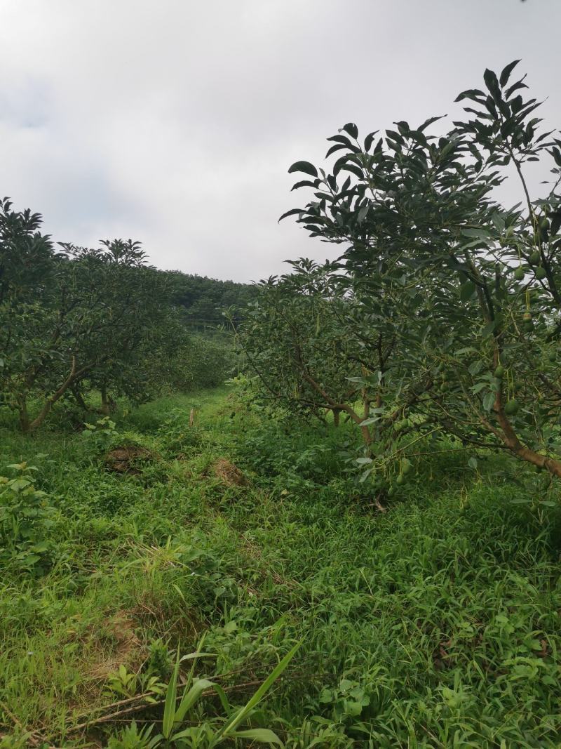 云南牛油果一手货员场地直供可以视频看货现摘现发