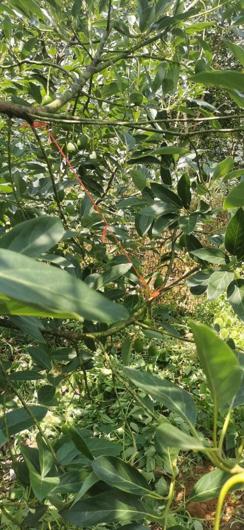 云南牛油果一手货员场地直供可以视频看货现摘现发
