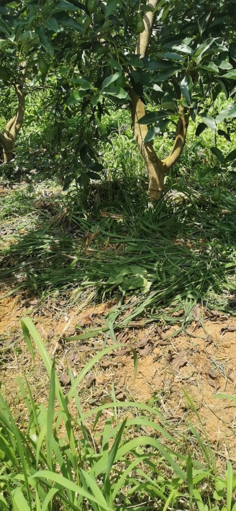 云南牛油果一手货员场地直供可以视频看货现摘现发