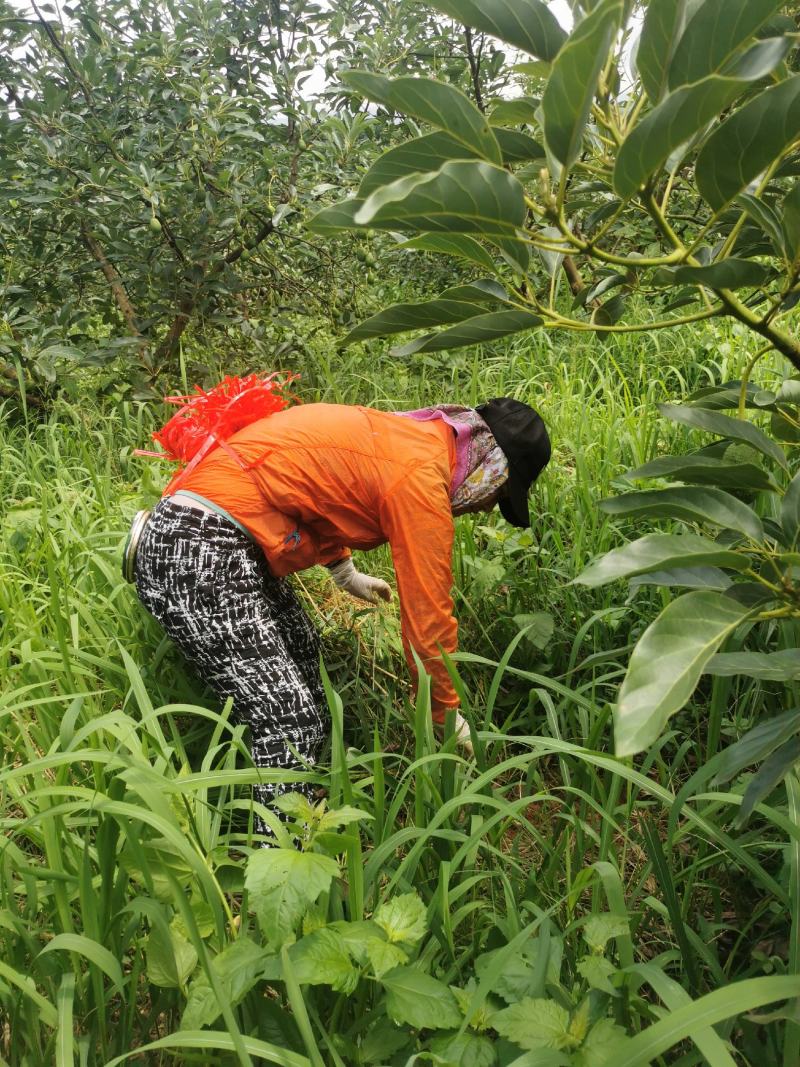 云南牛油果一手货员场地直供可以视频看货现摘现发