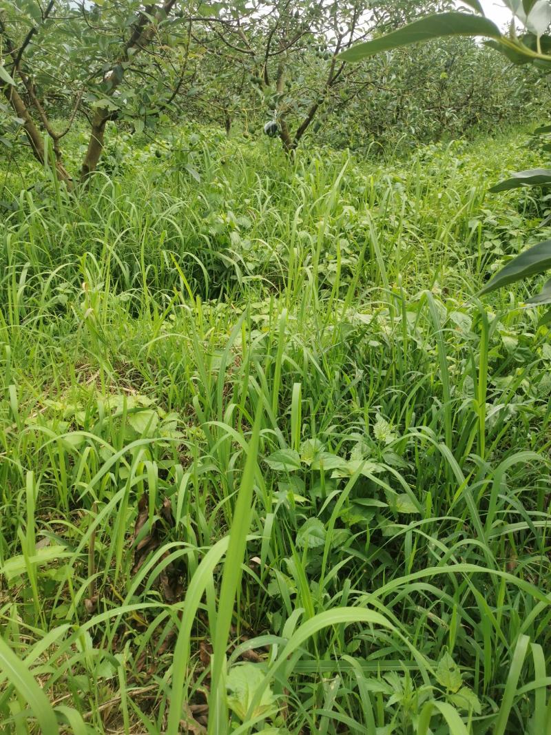 云南牛油果一手货员场地直供可以视频看货现摘现发