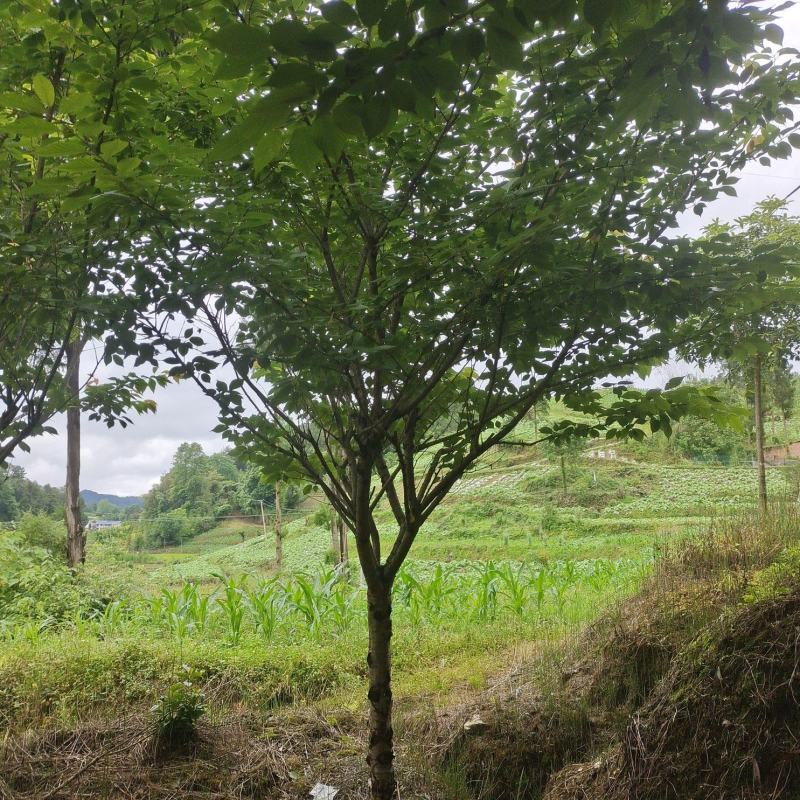 精品8公分樱花，苗圃常年大量供应，树型优美，性价比很高