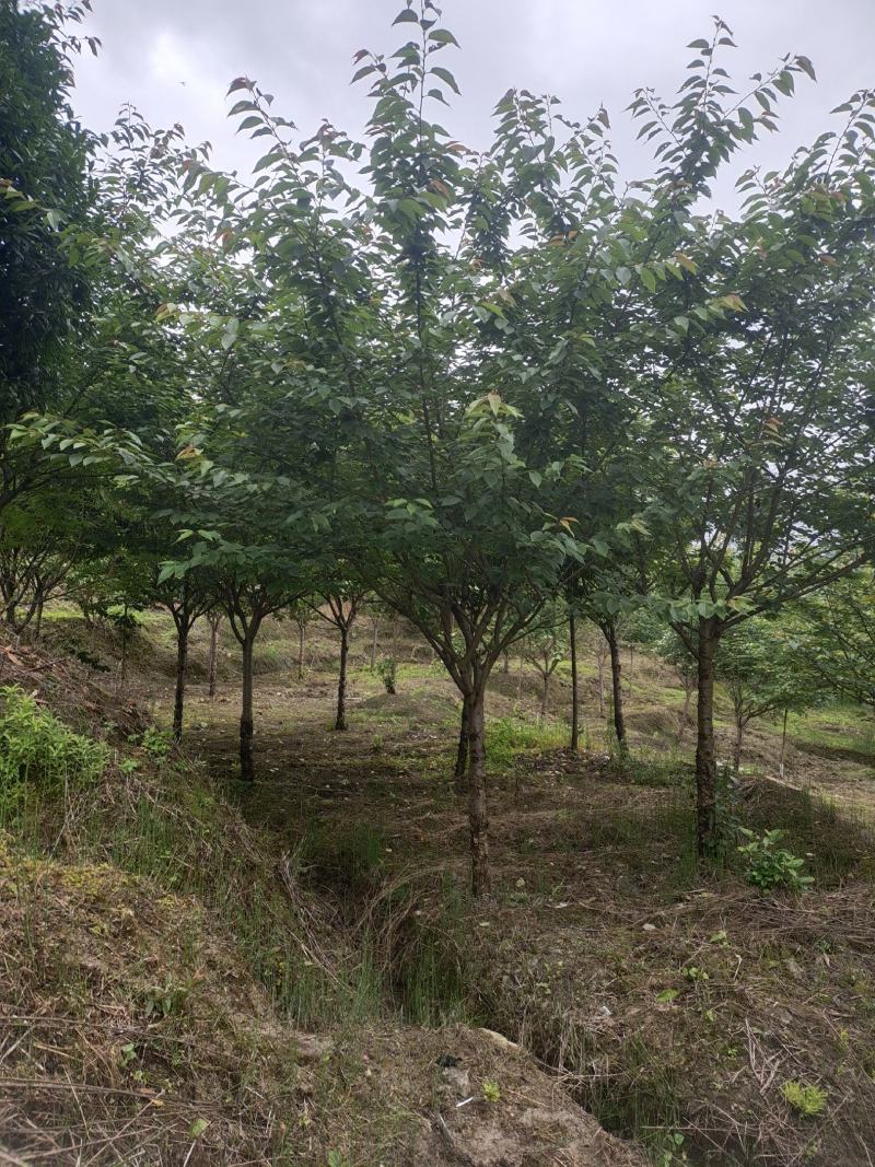 精品8公分樱花，苗圃常年大量供应，树型优美，性价比很高