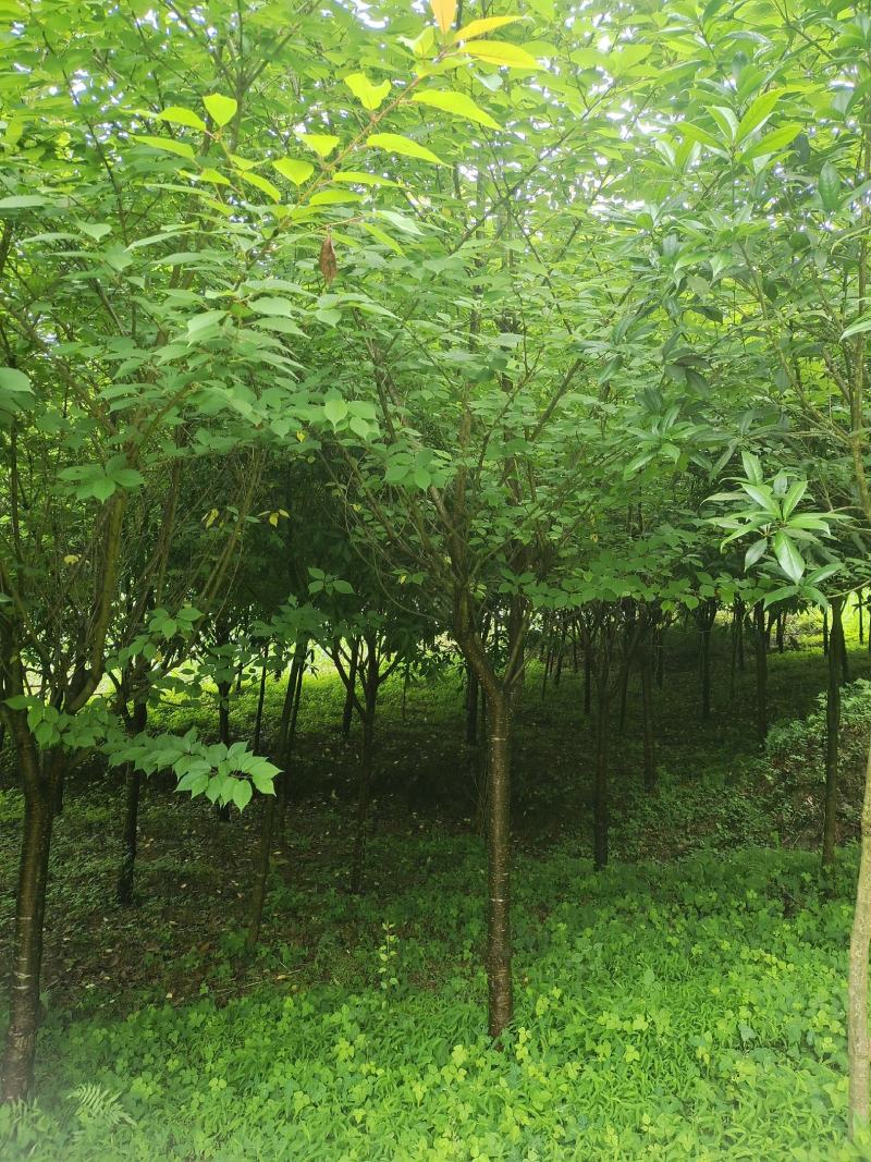 精品8公分樱花，苗圃常年大量供应，树型优美，性价比很高