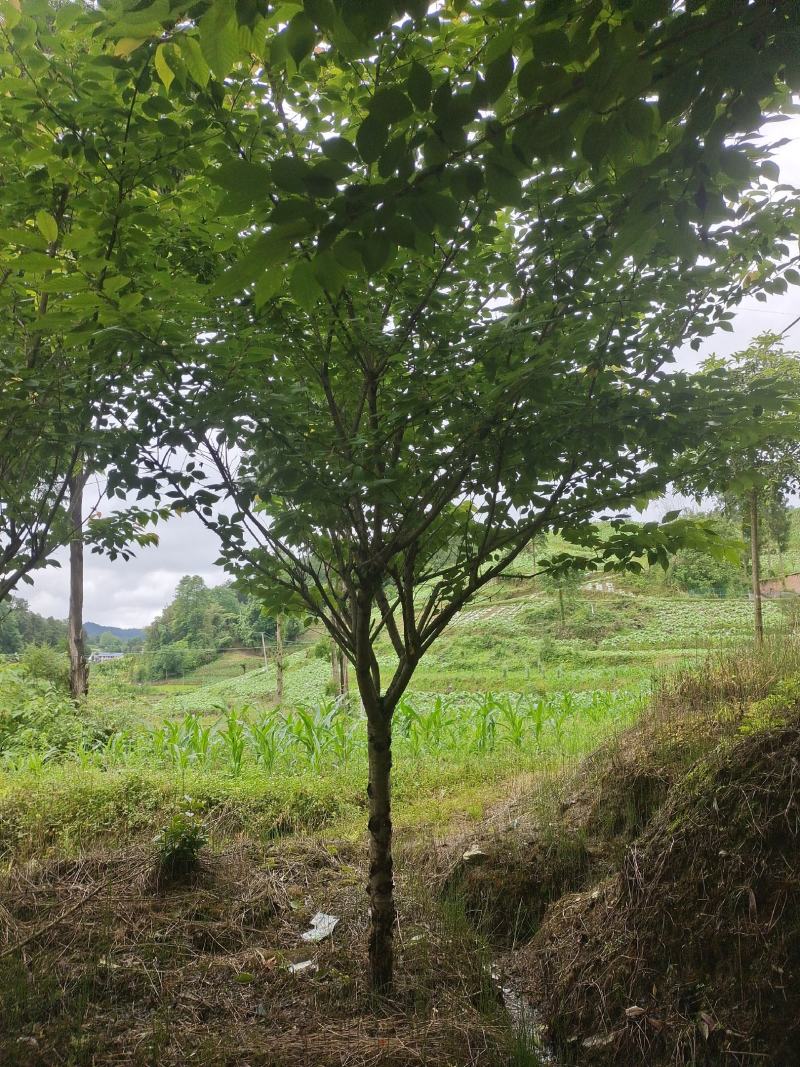 精品8公分樱花，苗圃常年大量供应，树型优美，性价比很高
