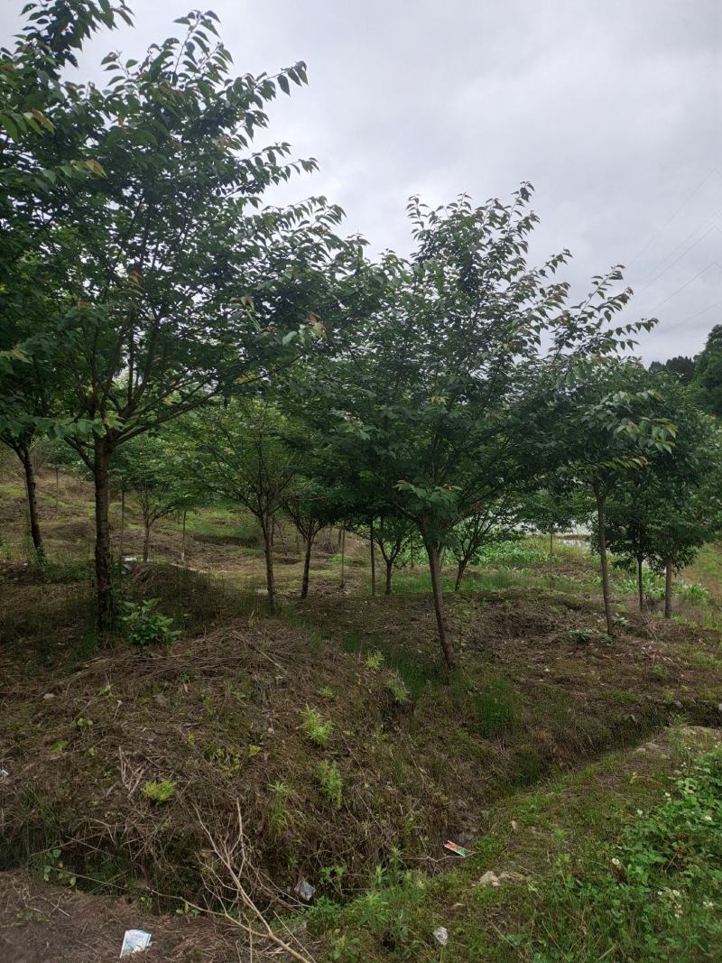 精品8公分樱花，苗圃常年大量供应，树型优美，性价比很高