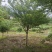 精品8公分樱花，苗圃常年大量供应，树型优美，性价比很高