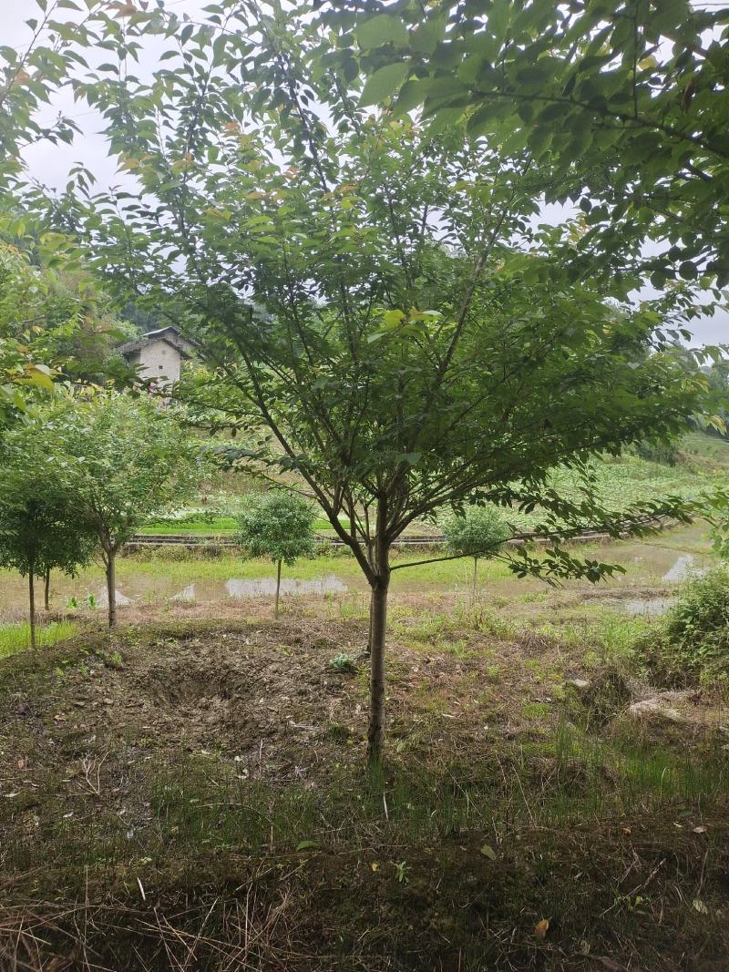 精品8公分樱花，苗圃常年大量供应，树型优美，性价比很高