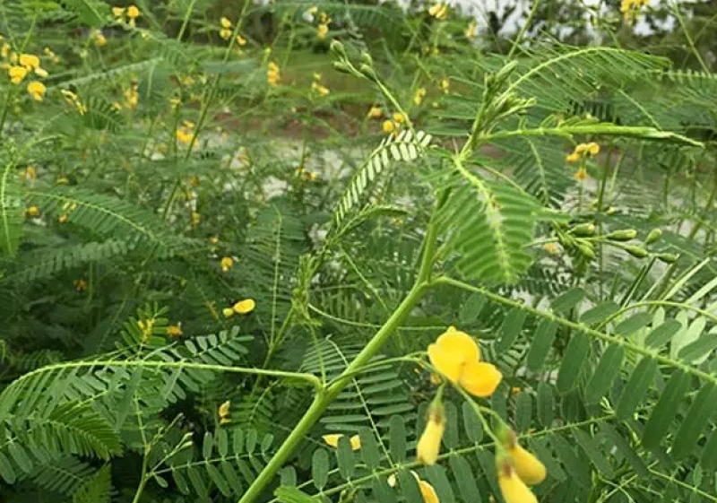 田菁种子果园固氮绿肥种子青饲料牧草种子改良土壤盐碱地