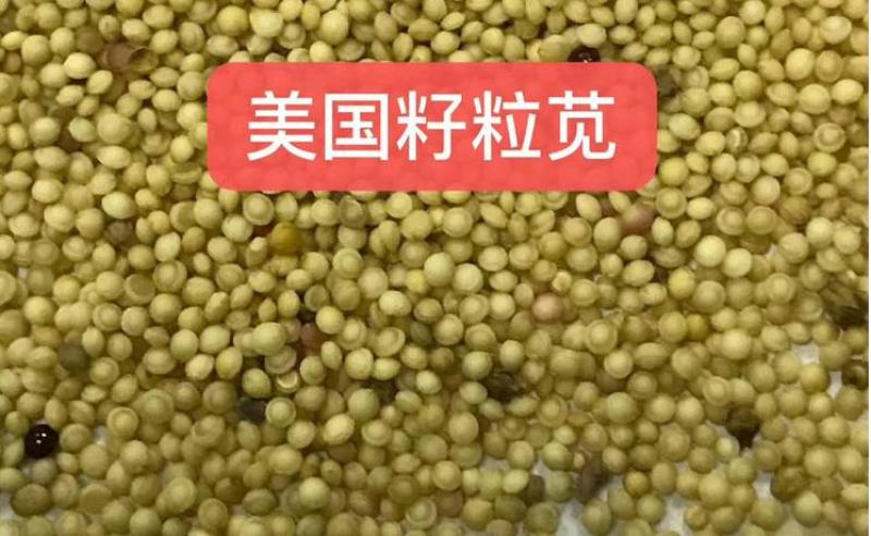 美国籽粒苋种子牧草黑千穗谷高蛋白喂鸡鸭鹅猪牛羊家禽苋菜籽