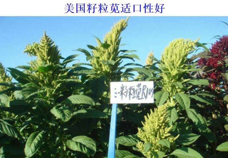 美国籽粒苋种子牧草黑千穗谷高蛋白喂鸡鸭鹅猪牛羊家禽苋菜籽