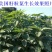 美国籽粒苋种子牧草黑千穗谷高蛋白喂鸡鸭鹅猪牛羊家禽苋菜籽