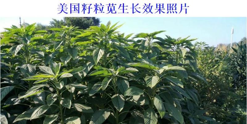美国籽粒苋种子牧草黑千穗谷高蛋白喂鸡鸭鹅猪牛羊家禽苋菜籽