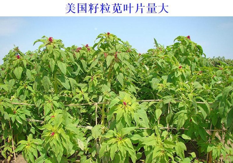 美国籽粒苋种子牧草黑千穗谷高蛋白喂鸡鸭鹅猪牛羊家禽苋菜籽